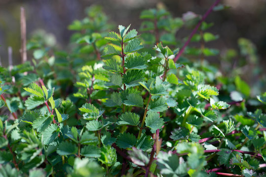 Pimpinelle, Kleiner Wiesenknopf, Wildkraut mit gurken&auml;hnlichem Geschmack, burnet, wild herb