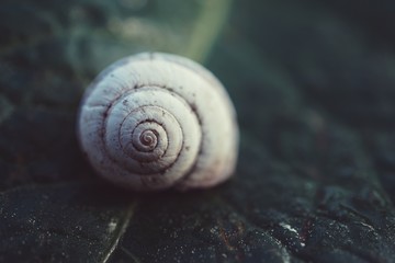 snail in the nature