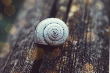 snail in the nature