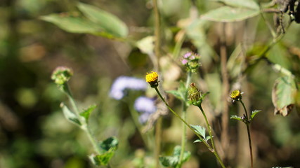 Himalayan Wild Flower