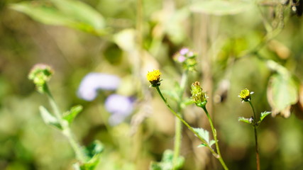 Himalayan Wild Flower