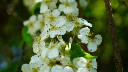Flowers in the Spring Season