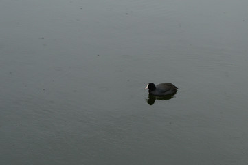 Eurasian coot on calm water, Kierskie Lake, Poznań, Poland