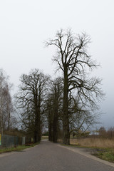 Miighty oaks and narrow road, Chyby, Poznań, Poland