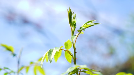 new green leaves of a tree