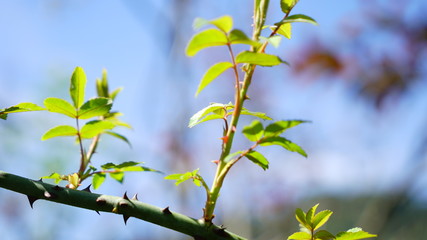 branch of a tree in spring