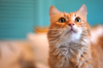 The blonde cat