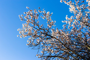 Almendro en flor en Cadalso de los Vidrios. Madrid. España. Europa
