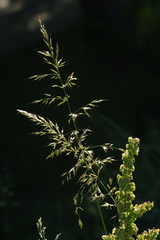 Blade of grass in a field in the Meadow 