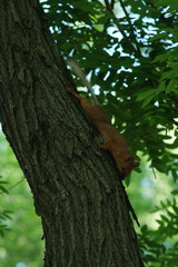 Obraz premium Protein in the branches of trees 