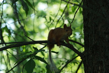 Protein in the branches of trees 