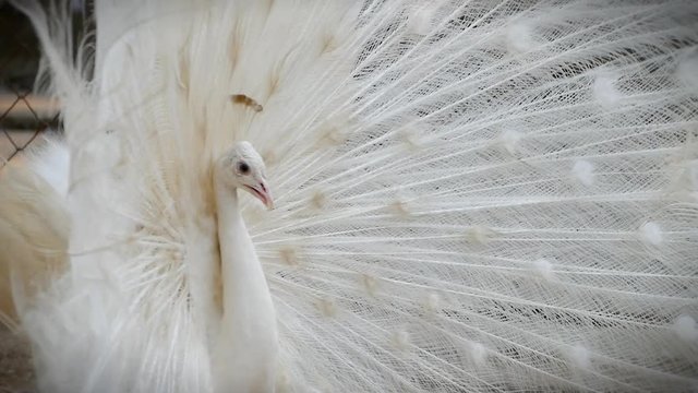  white peacock with feather out