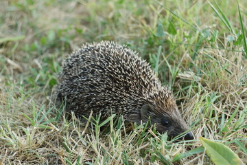 Hedgehog in the green grass in the Meadow