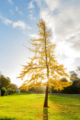 Fall color in the Hotham Park, Bognor Regis