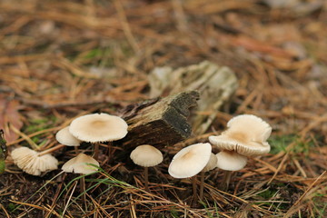 mushrooms in forest