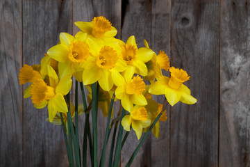 Yellow daffodils on a grey background.