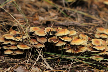 mushroom in forest
