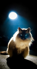 Birman cat in spotlight, blue light