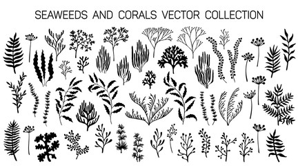 Seaweeds and coral reef underwater plans vector collection. - obrazy, fototapety, plakaty