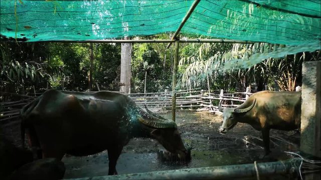Workers are injecting water in the buffalo on the farm.
