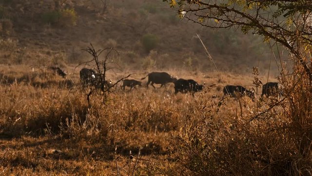 African buffalos in Masai Mara park, Kenya