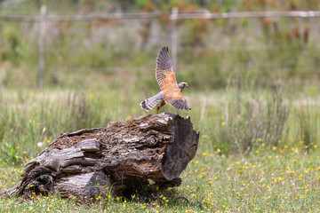 common Kestrel falcon flying from tree trunk & towards food.