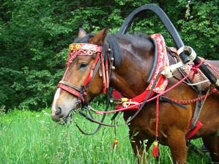 horse in Russian national patterns. horse in Russian national harness on the background of green...