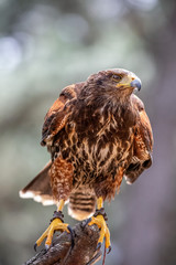 Brown Falcon sitting on branch & gazing at food.
