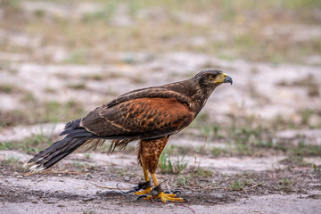 Brown Falcon sitting on branch & gazing at food.