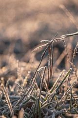 Frozen grass