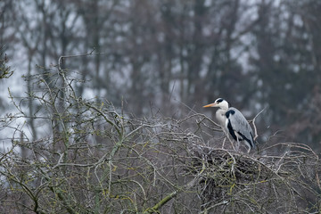 Graureiher auf seinem Nest