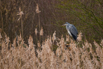 Fototapeta premium Graureiher am Schilffgürtel