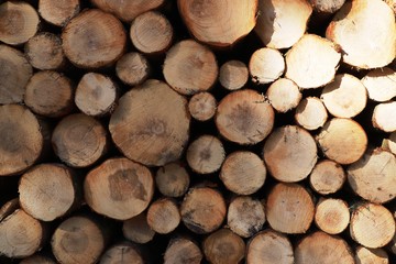 coupe de bois