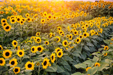 Obraz premium Sunflower fields in the morning
