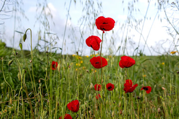 Flowers and buds of red poppies in the meadow. Blurred background. Sky in the clouds.