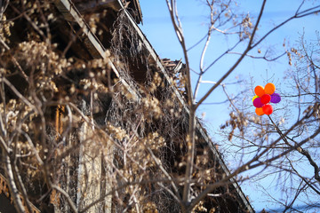 Colored balloons got stuck in leafless trees near an abandoned building