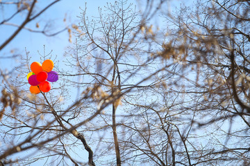 Colored balloons got stuck in leafless trees near an abandoned building
