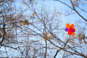 Colored balloons got stuck in leafless trees near an abandoned building