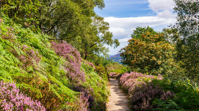 Hiking path through lush purple heather and fern on a warm sunny summer day.  Wicklow Mountains Way trail through thick vegetation towards Maulin peak in Wicklow Mountains, Ireland.