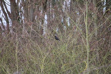 a blackbird in the hedge