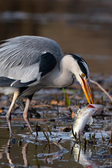 Graureiher mit Barsch