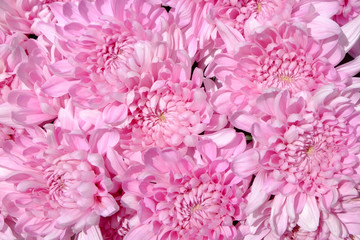 pink chrysanthemum flower