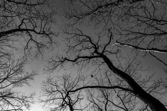 Hoia Baciu Forest - World&rsquo;s Most Haunted Forest with a reputation for many intense paranormal activity and unexplained events. Inside Hoia Baciu Haunted Forest in Cluj-Napoca, Transylvania, Romania