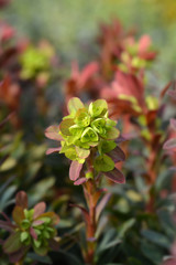 Wood spurge Purpurea