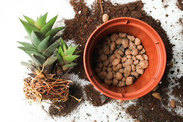 transplanting plants, succulent.