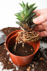 transplanting plants, succulent.