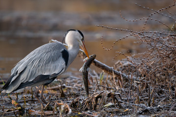 Graureiher mit Barsch