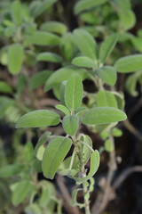 Common sage