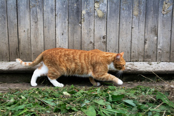 red handsome naughty a cat runs past