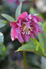 Fototapeta premium Double Ellen Red Lenten rose
